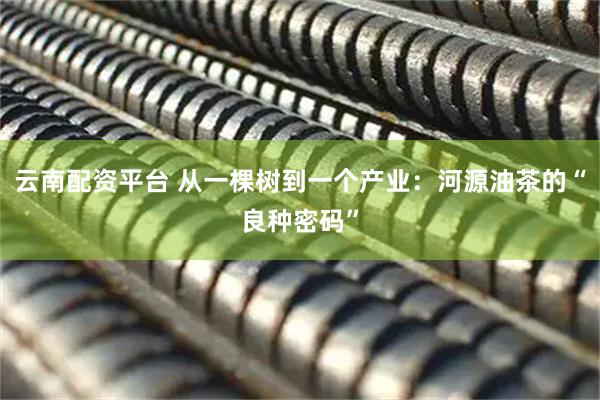 云南配资平台 从一棵树到一个产业：河源油茶的“良种密码”